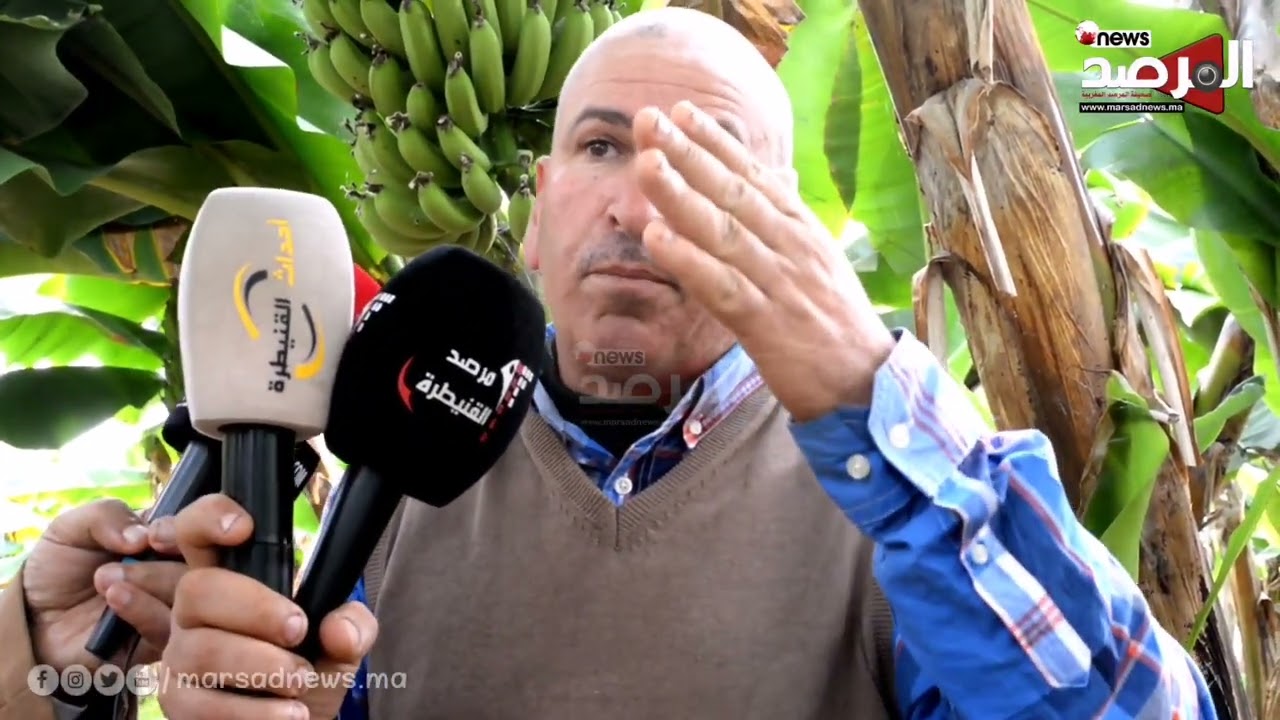 فلاح من ضواحي يروي مشاكل ومعاناة الفلاحة فيما يخص زراعة الموز