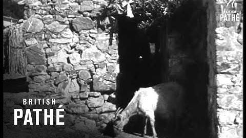 3 Legged Horse Aka Animal Peculiarity (1950-1959)