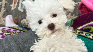 Welcoming Our New Bichon Frise Puppy (Coco) to Our Family!