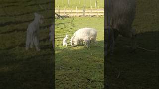 first lambs of the season... twins...