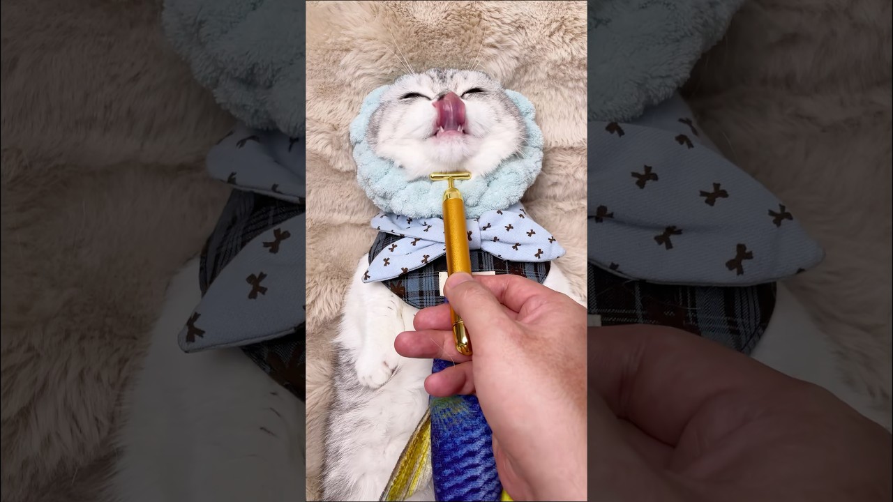 [ASMR] JITUI SPA | Chewing sound + catnip toy + gold massage stick 