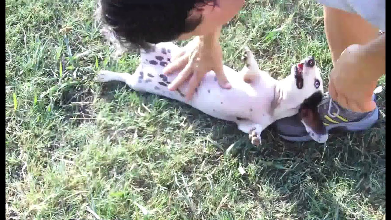 San Marcos TX Pet Boarding and Grooming - Pets and Moore