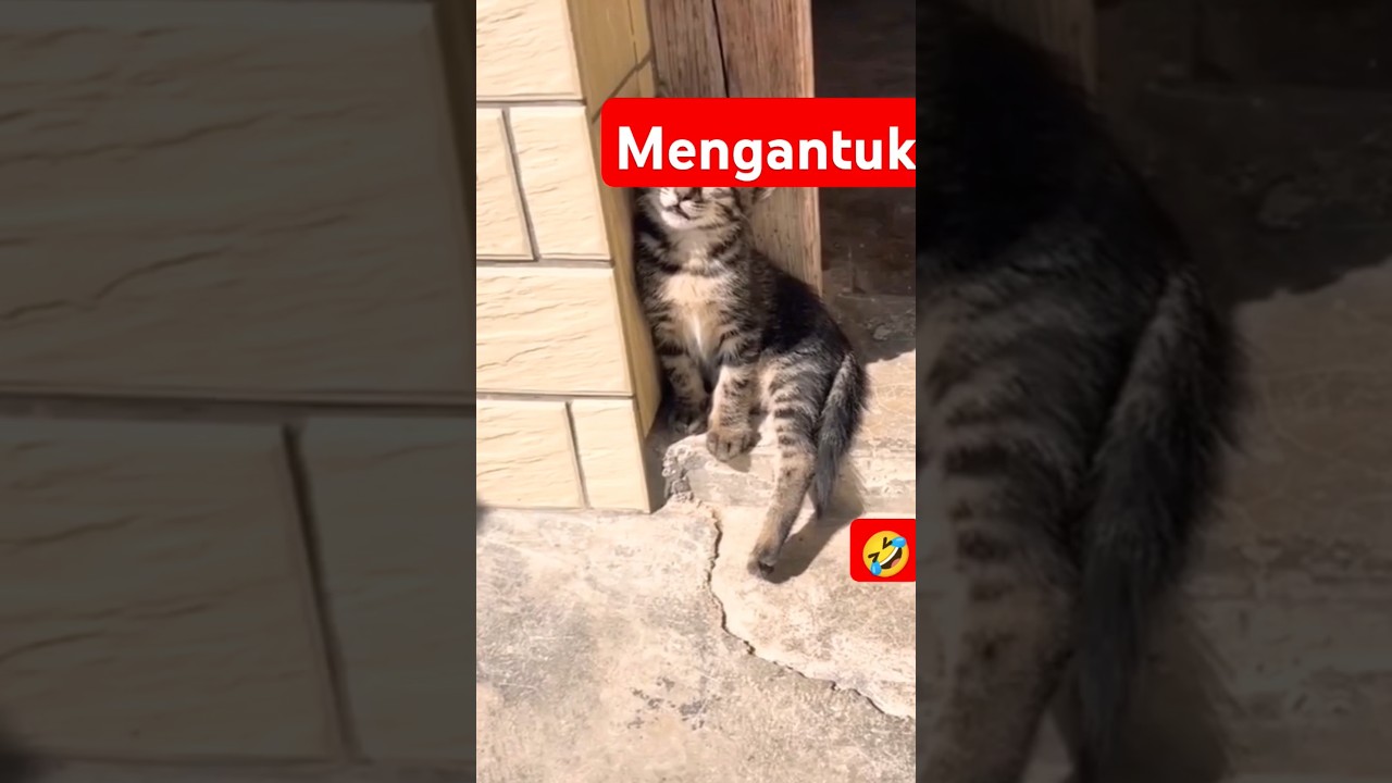 Kucing mengantuk#shorts #kucing