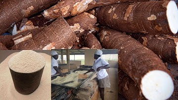 Harga Singkong Turun… Tapi Begini Cara Petani Tetap Berjaya!