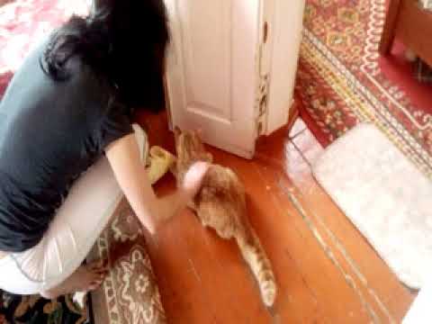 Эпилепсия у кота