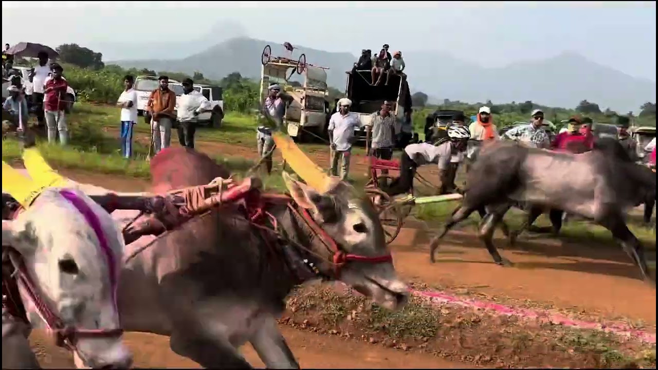 Ritghar Bailgada Sharyat रीटघर बैलगाडा शर्यत १०/१०/२०२५