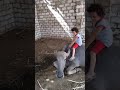 طفل صغير يلعب مع الجاموسه 