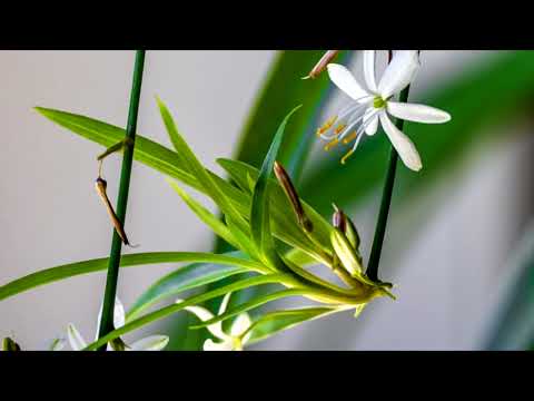 КОРИСТЬ ХЛОРОФІТУМА/ВИДИ ХЛОРОФІТУМА ТА ЯК ДОГЛЯДАТИ ЗА НИМИ #ukrainian #subtitles #субтитры