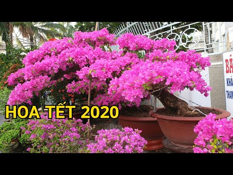 Video HOA TẾT 2020 - BÔNG GIẤY BONSAI dáng bay tuyệt đẹp tại... - youtube