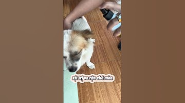 Xịt diệt về rận cho chó mèo,xịt môi trường xung quanh cũng ok luôn #caitiemnhaphi #xitveran #xuhuong