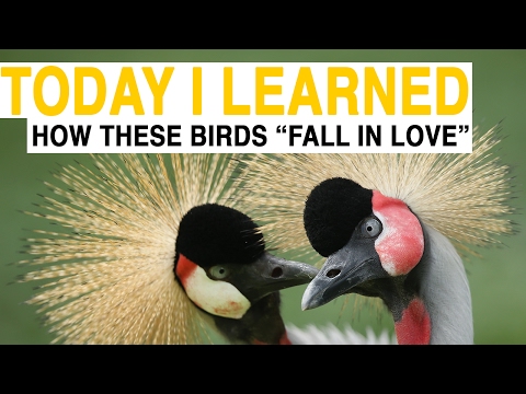 TIL: How to Play Matchmaker for Beautiful, Endangered Birds | Today I Learned