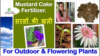 Mustard Cake Fertilizer 