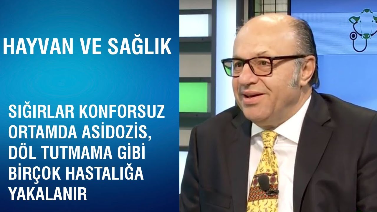 Hayvan ve Sağlık | Sığırlarda Konforsuz Ortamların Belirtileri ve Sonuçları