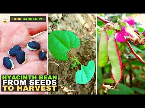 Video: Growing Hyacinth Bean Vine: Impormasyon at Pangangalaga sa Halaman ng Hyacinth Bean