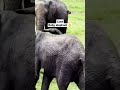 Shorts youtubeshorts kenya anandg massaimara babyelephants elephant
