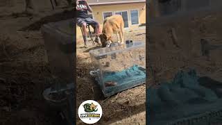 Dog Rattlesnake Aversion Training with Metro Danes