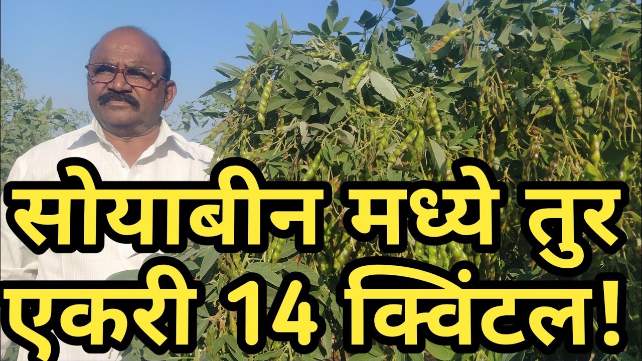 सोयाबीन मध्ये एकरी 14 क्विंटल पर्यंत तूर घेतलेला शेतकरी असे करतात व्यवस्थापन #shetkari