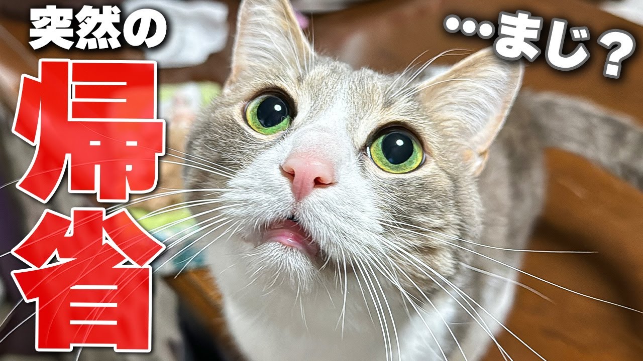 もう限界なので猫たちを置いて実家に帰らせていただきます。 - YouTube