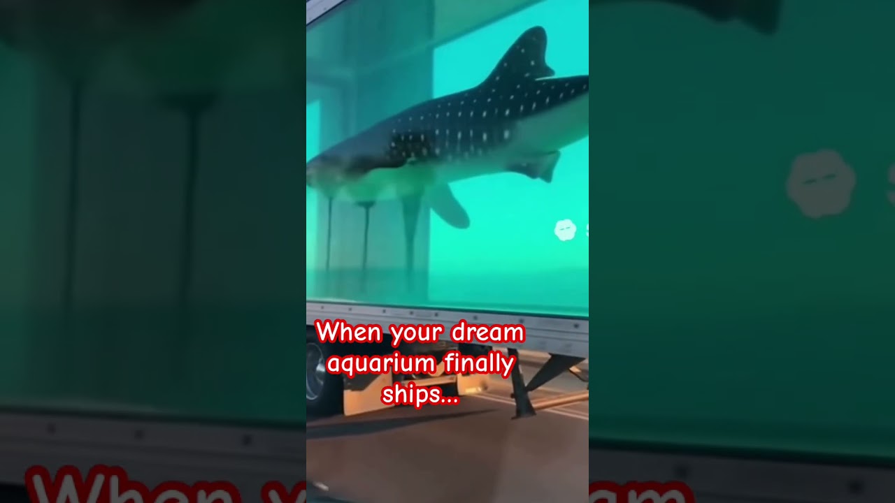 POV: your new aquarium gets overnight shipping with prime 🚛💦