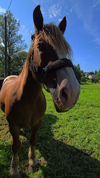 Když se zamiluje kůň, tam někde v pastvinách .❤️🐴💕#viral #foryou #love #nature #horse #funny #fyp