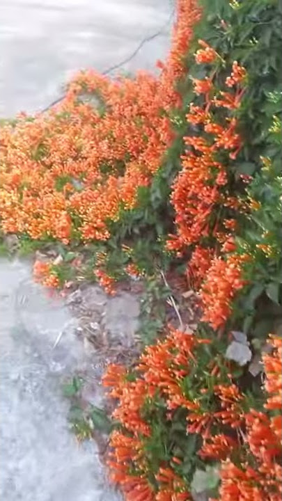 Flame vine/Orange trumpet vine #tecoma Trumpet creeper #gardening #propagation #Shorts #ytshorts