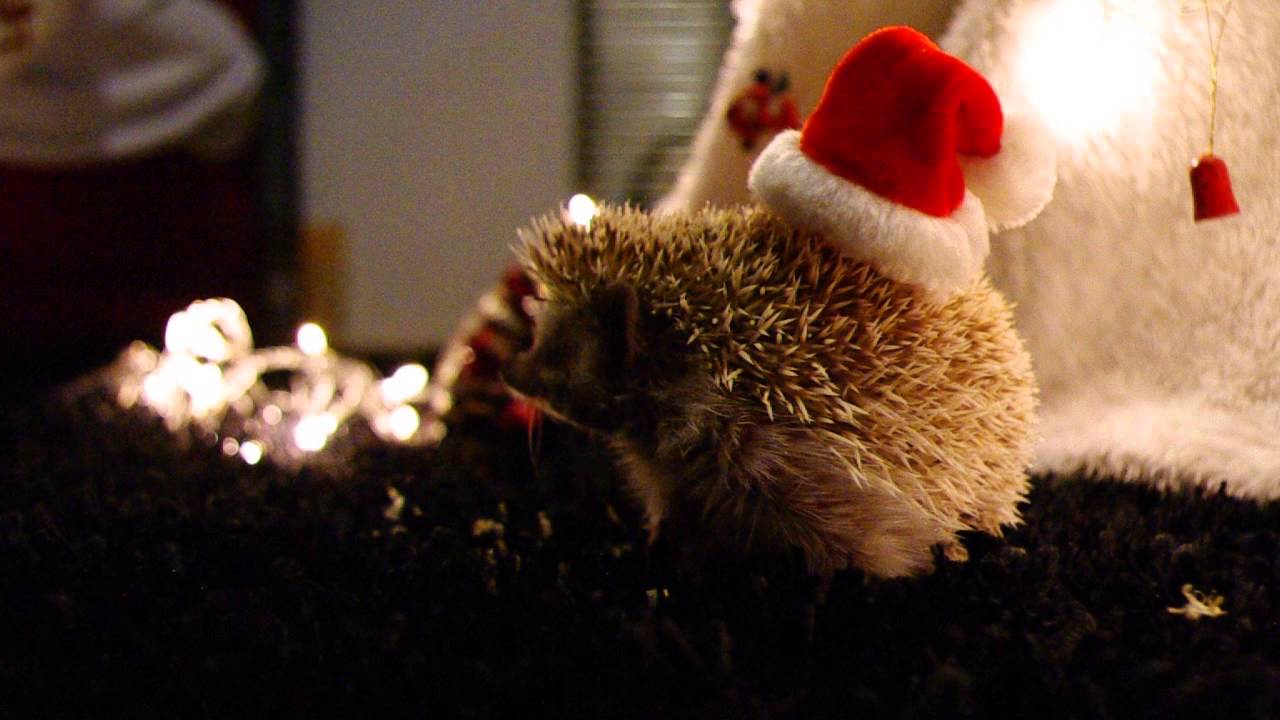 Hedgehog Merry Christmas ! YouTube