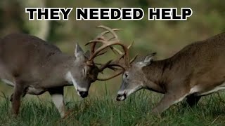 Trying To Cut the Deer Free  #savingdeer #wildlife #elk #ranch #deer #buck