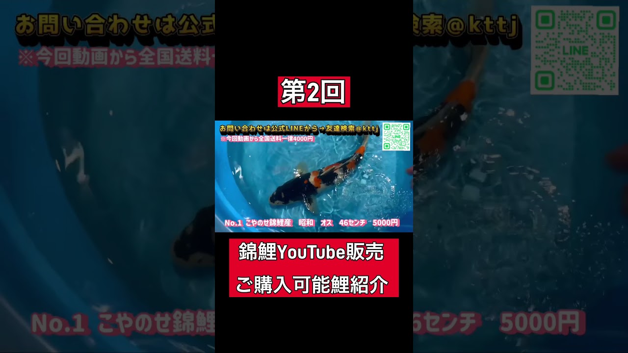 【感謝】ご購入ありがとうございました🙇‍♂️まだ販売中の錦鯉もいます！