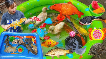 Thỏ Vlog Chơi Cùng Các Con Vật, Con Cá Sấu, Con Lươn, Con Vịt, Con Cua, Cá Cảnh