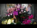 Орхидеи цветут.......1 часть😍🤗