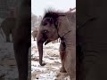 Are there elephants in Russia?... #animals