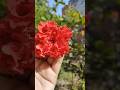 "Red Petals in Full Glory 🌺❤️" #flower #floral #red #ytshorts