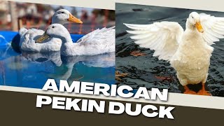 American Pekin Duck, Breeding Tips And Tricks For White Beauty by Pups & Pets 18 views 9 months ago 3 minutes, 34 seconds