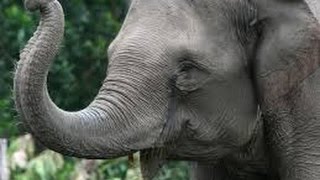 Zoo Ty 2 Asian Elephant Exhibit