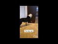 Funniest dogs compilation  tiktok 2021  try not to laugh