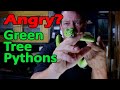 Why green tree pythons get such a bad rap