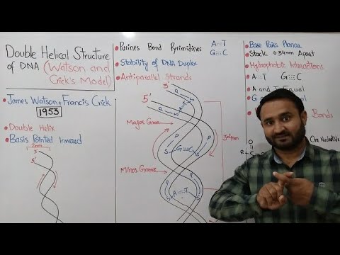 Watson and Crick Model of DNA | Double Helical Structure of DNA | Class 12 Biology