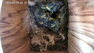 23 May PM 2023 livestream  - 8  chicks -  hatching started on 8th May 2023.