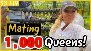 How We Are MATING 1,000 QUEENS! Beekeeping 101 / #beekeeping