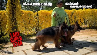 ഭീകര വലിപ്പമുള്ള ജർമൻ ഷെപ്പേർഡുകൾ  || Vickies Greeny