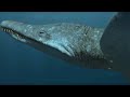 Predator X | Most Powerful Marine Reptile Ever | Planet Dinosaur | BBC Earth