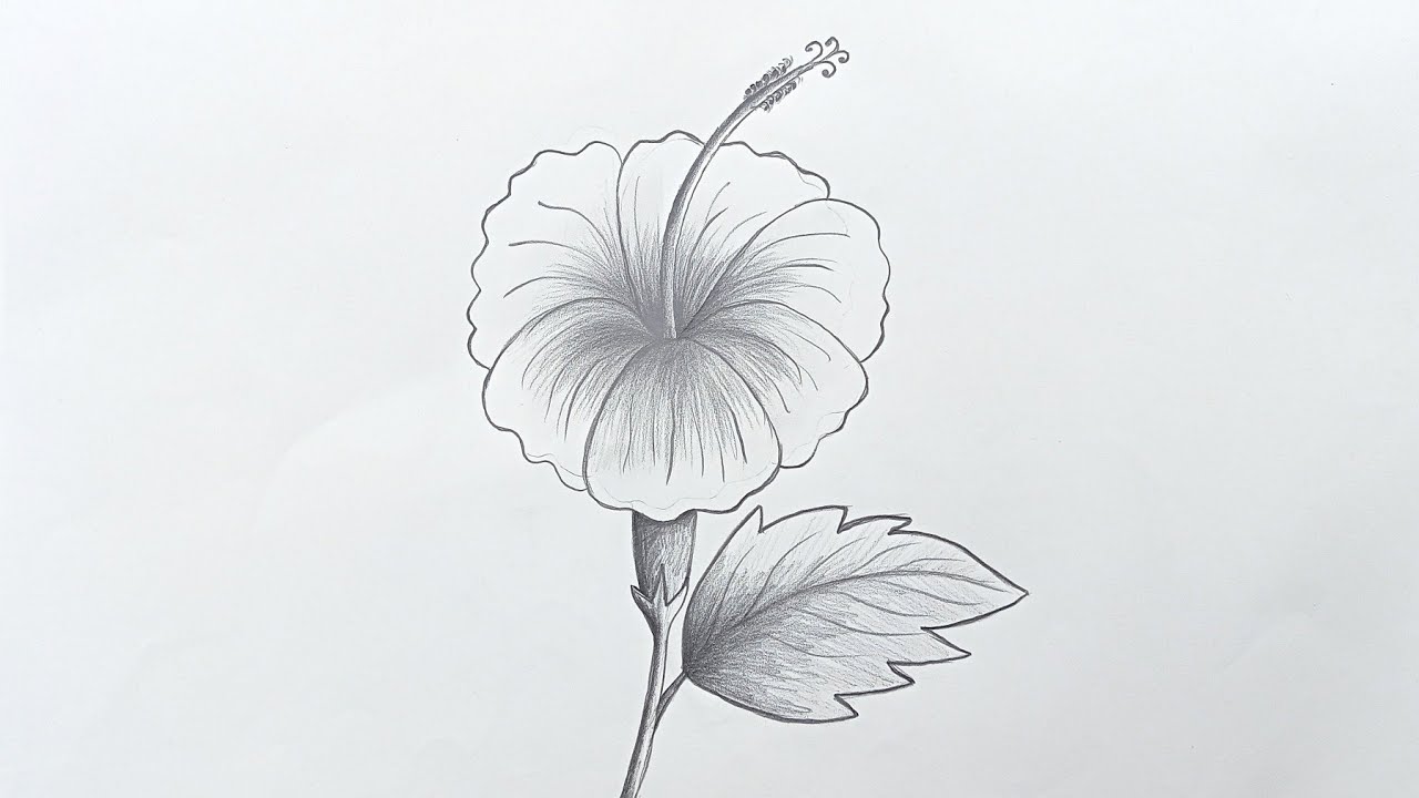 How To Draw A Hibiscus Flower Step By