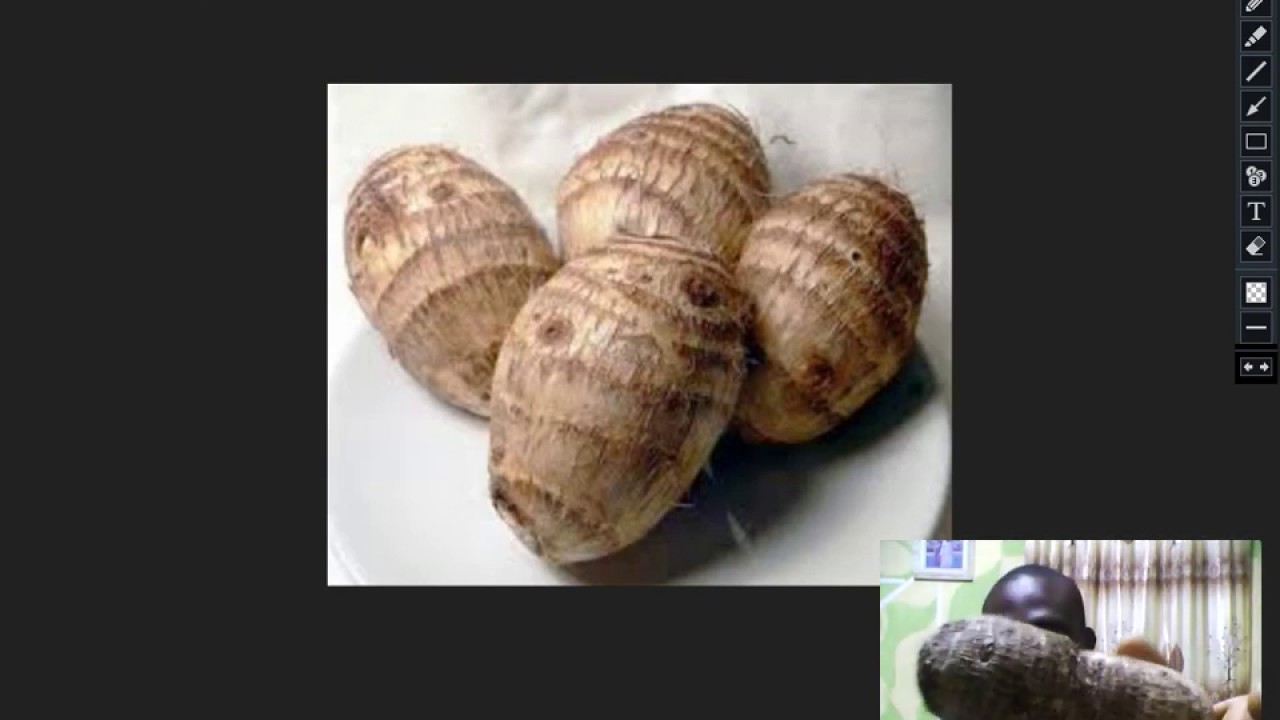 Amazing Health benefits of Cocoyam [2020] YouTube