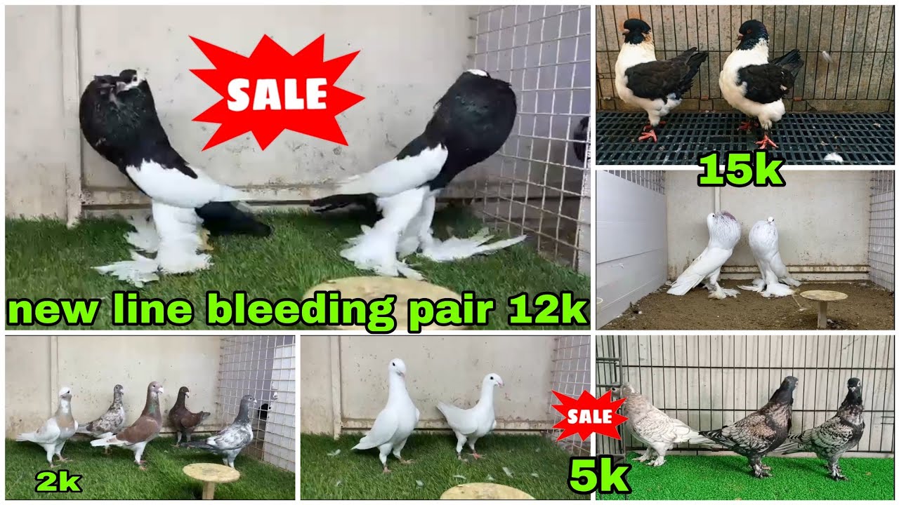 Lahori siraji 😍 American fantail, king 🕊️ Mukhi, satinet, frillback,#pigeon #kabootar #kabutar 