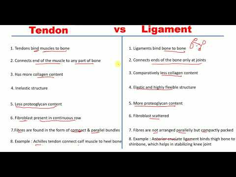 Tendons اور Ligaments کے درمیان فرق | ٹینڈنز بمقابلہ لیگامینٹس | مثالیں