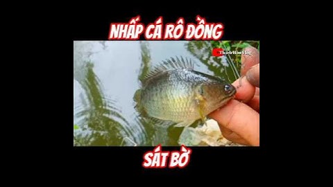 Nhấp Cá Rô Đồng Sát Bờ./#fishing ./#shorts ./#caucarodong ./@thachhauvlog83 .