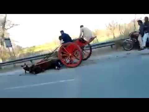 Horse Race Accident Pakistan