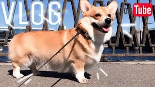 ВЫМОТАЛИ собаку на прогулке 😄 ВЫМОТАЛИ собаку на прогулке 😄