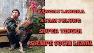 Sangat Langka Ayam Pelung Super Tinggi sampe 90cm harga 1,5jt Ayam raksasa (sold)