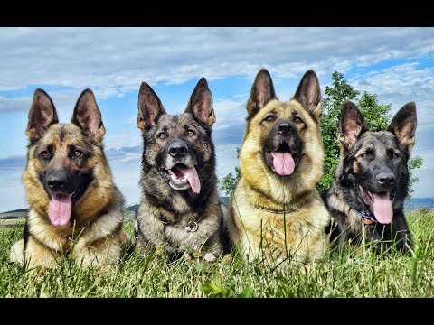 German Shepherd Colour Chart